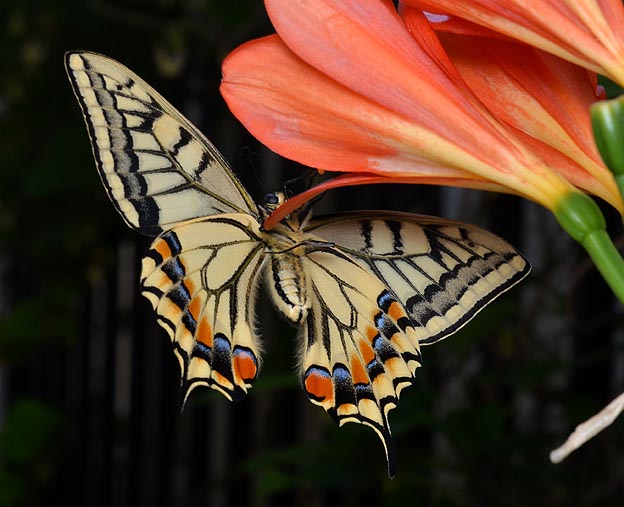 羽化したキアゲハ