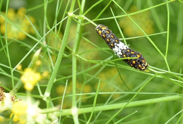 フェンネルにいたキアゲハの幼虫の写真