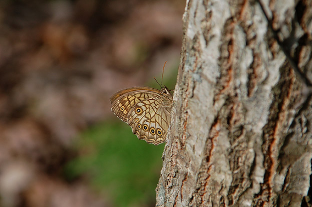 木に止まったキマダラモドキ