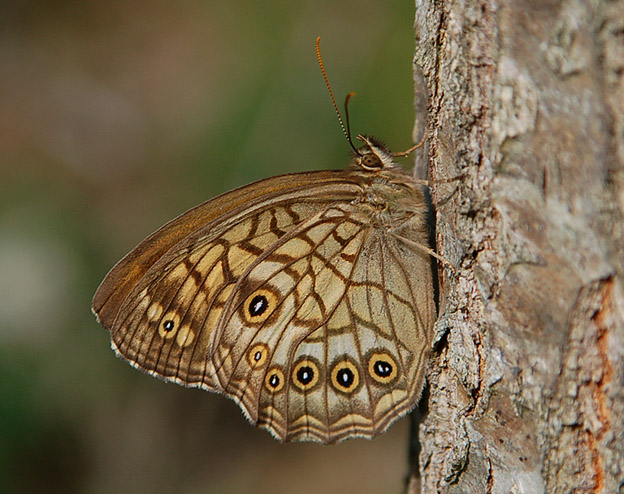 キマダラモドキの写真