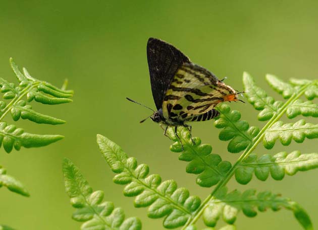 シダにとまるメスのキマダラルリツバメ