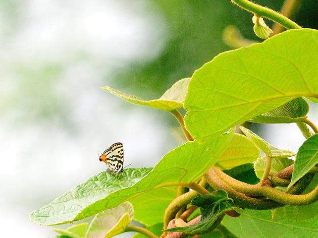 葉に止まるキマダラルリツバメ