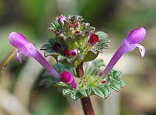 咲き始めたホトケノザ