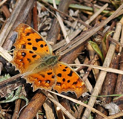 越冬後のキタテハ