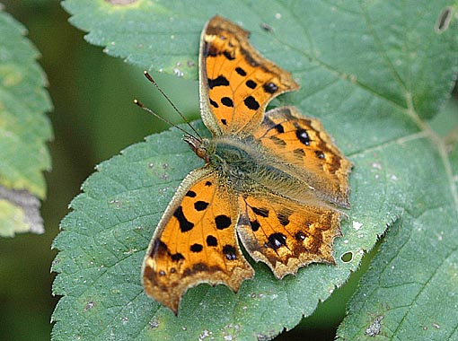 キタテハの写真