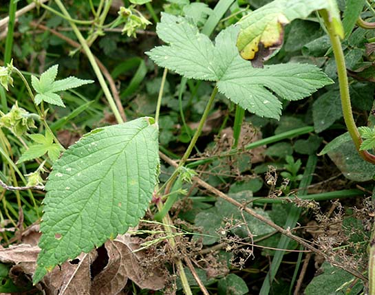 キタテハの巣の写真