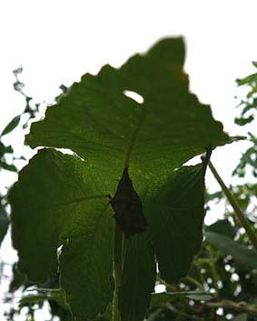 巣の中のキタテハの蛹