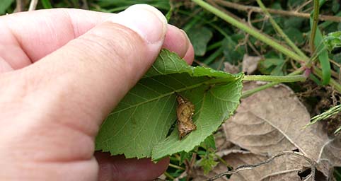 巣を開いて見えるキタテハの蛹