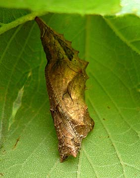 キタテハの蛹の写真