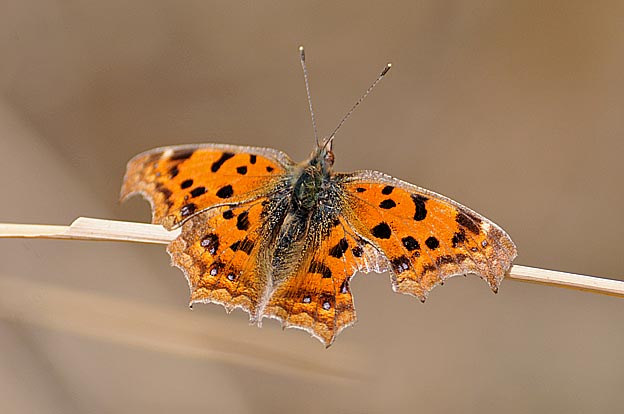 枯れたススキにとまる越冬後のキタテハ