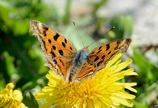 タンポポで吸蜜するキタテハ