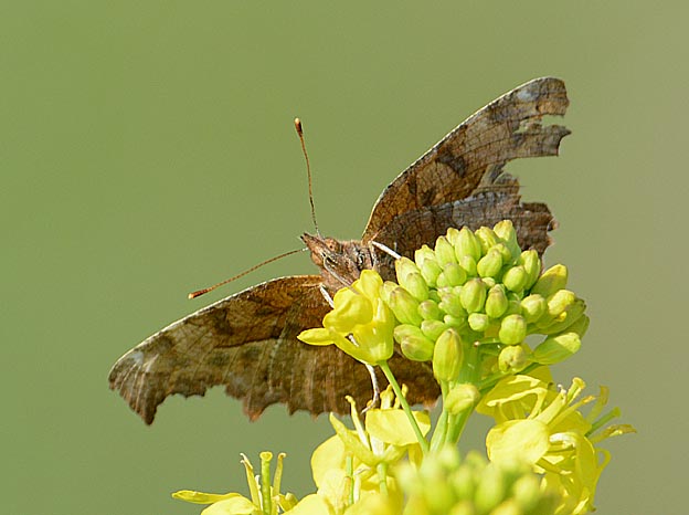 セイヨウカラシナで吸蜜するキタテハ