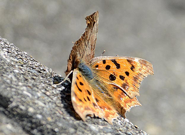 キタテハの交尾行動？