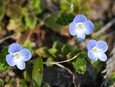 オオイヌノフグリ