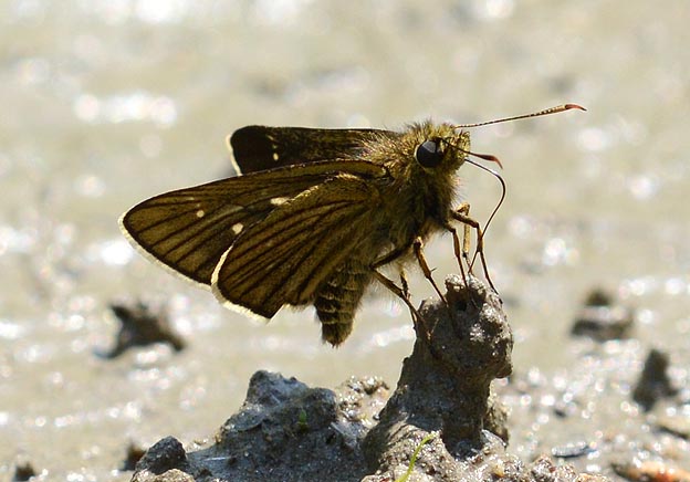 コチャバネセセリの写真