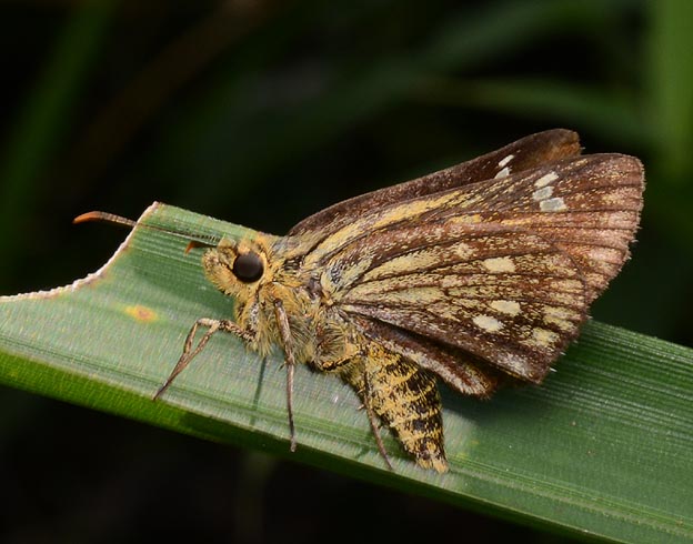 コチャバネセセリ