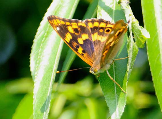 コムラサキの写真