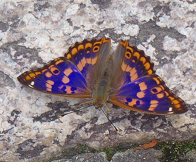 地面に降りたコムラサキ