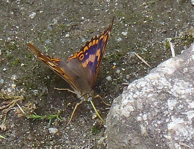 吸水中のコムラサキ