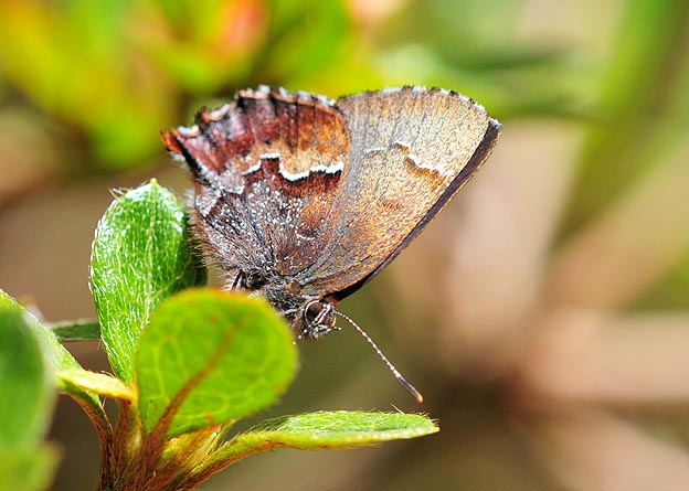コツバメの写真