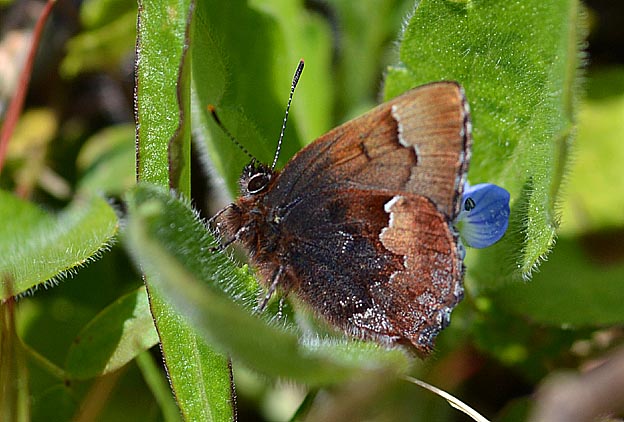 葉にとまったコツバメ