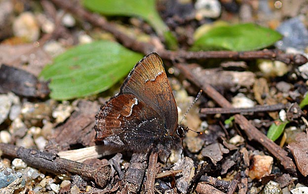 日向ぼっこをするコツバメ