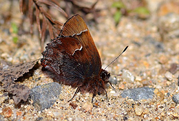 地面で日向ぼっこをするコツバメ