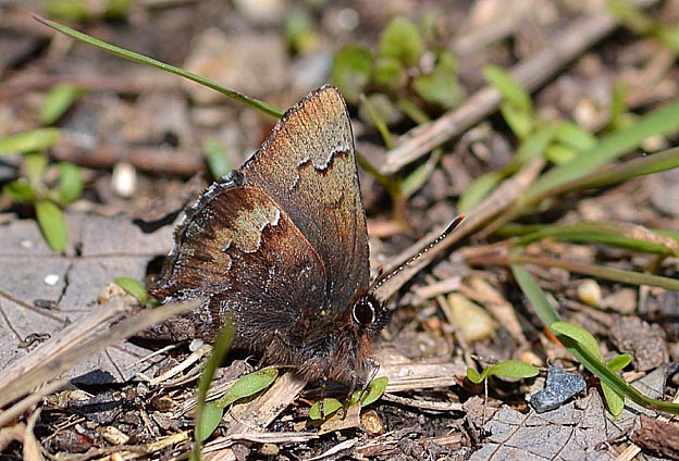 色が淡いコツバメ