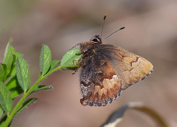 葉にとまったコツバメ