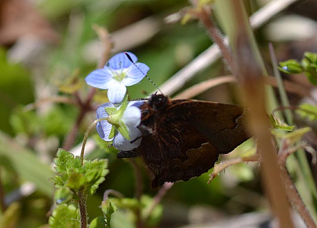 オオイヌノフグリで吸蜜するコツバメ