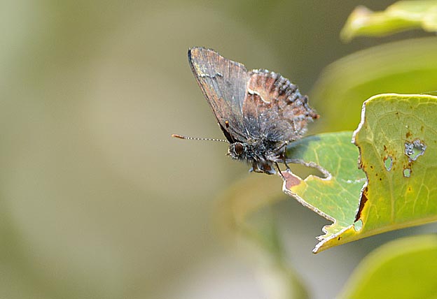 葉先にとまったコツバメ
