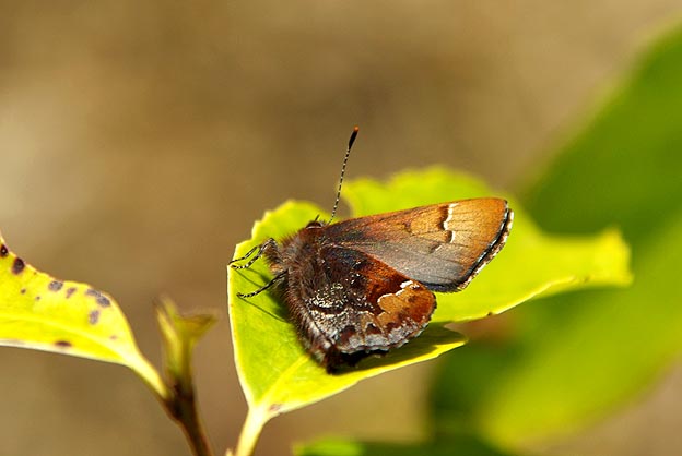 初見のコツバメ