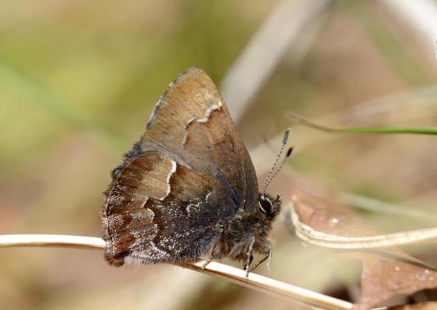 枯れ葉にとまったコツバメ