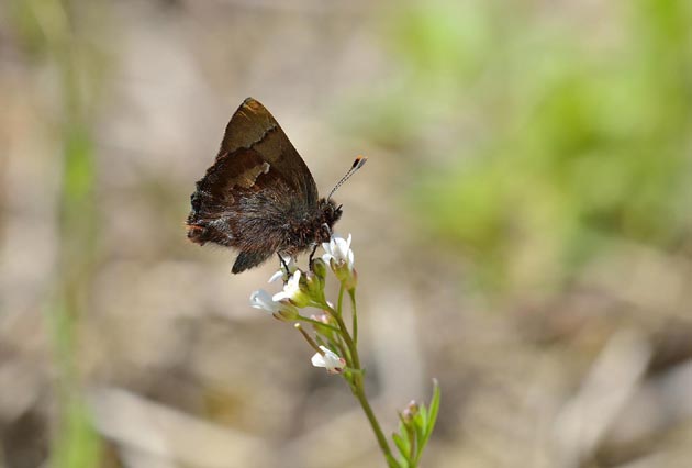 タネツケバナで吸蜜するコツバメ
