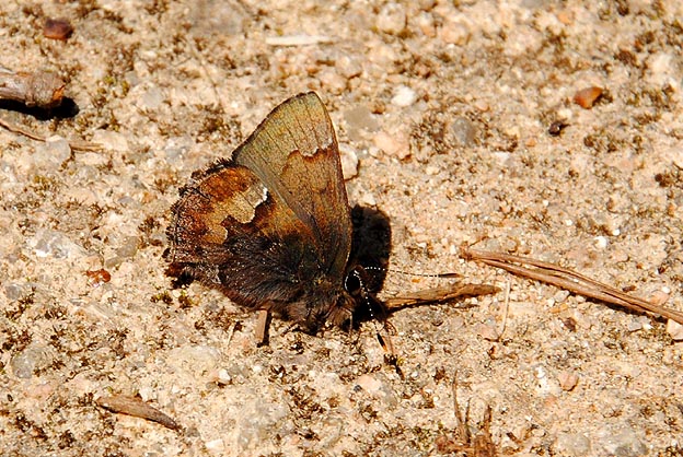 水分をとるコツバメ