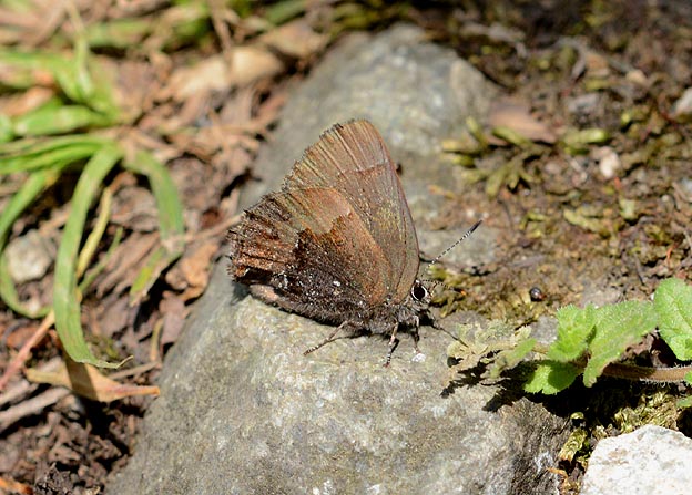 地面におりたコツバメ