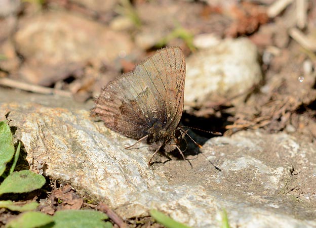 吸水をするコツバメ
