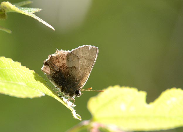 葉にとまるコツバメ