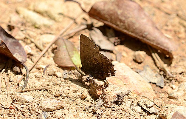5月中旬のコツバメ