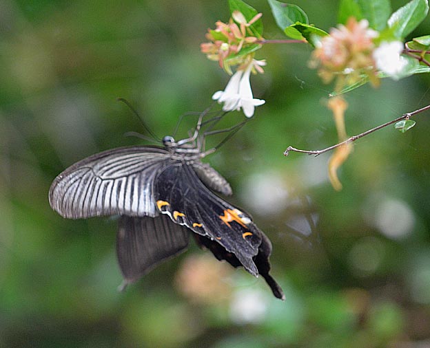 アベリアで吸蜜するクロアゲハ