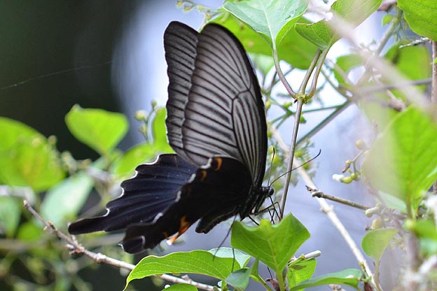 クロアゲハの写真