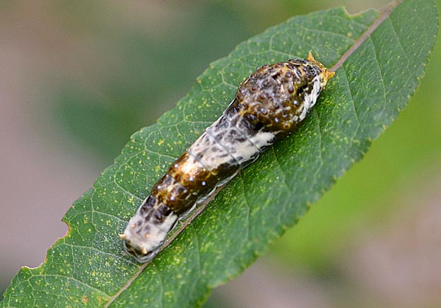 クロアゲハの幼虫