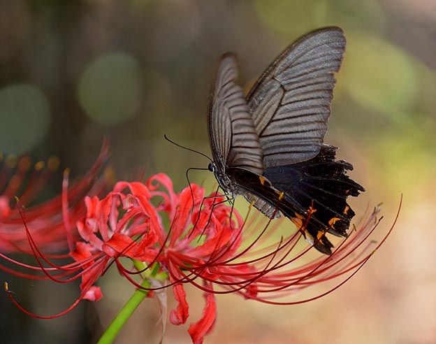 ヒガンバナに来たクロアゲハ