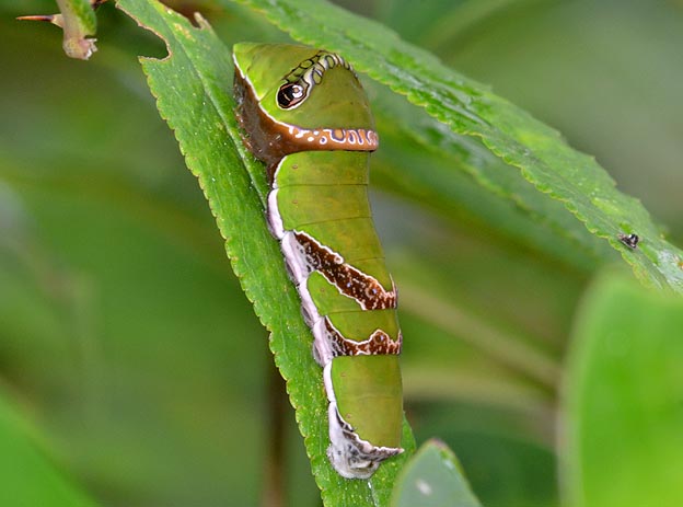 クロアゲハの終齢幼虫