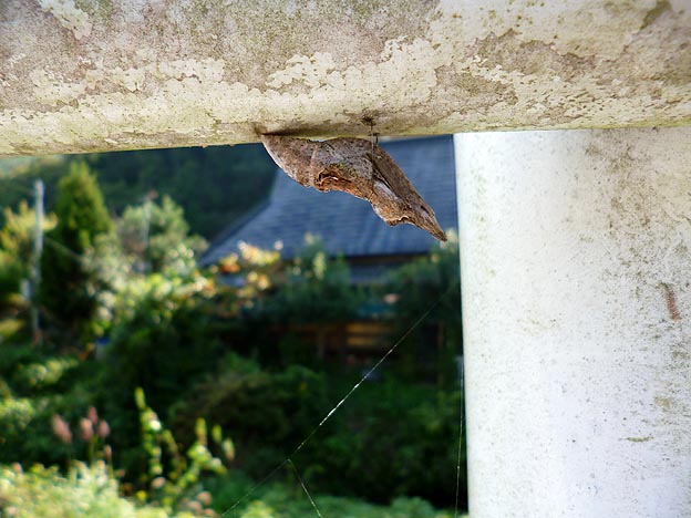 クロアゲハの蛹