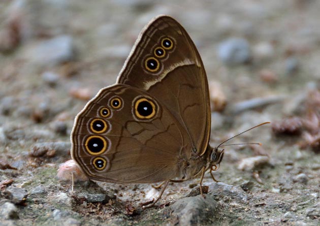 クロヒカゲモドキの写真