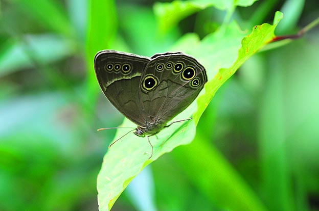 葉の上のクロヒカゲモドキ