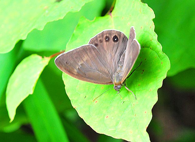 翅を開くクロヒカゲモドキ