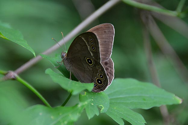 翅を開くクロヒカゲモドキ