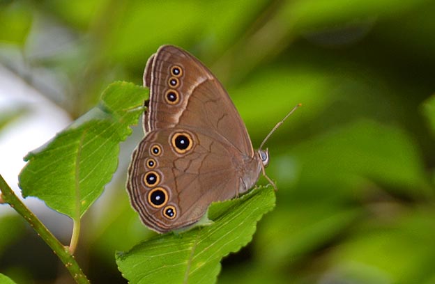 2011年最初に見たクロヒカゲモドキ